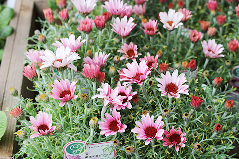 ローダンセマム・プリアンナ