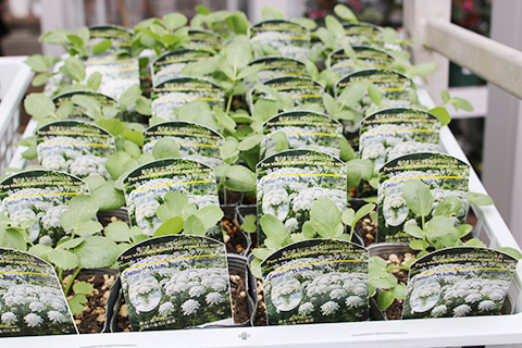 ホワイトレースフラワー