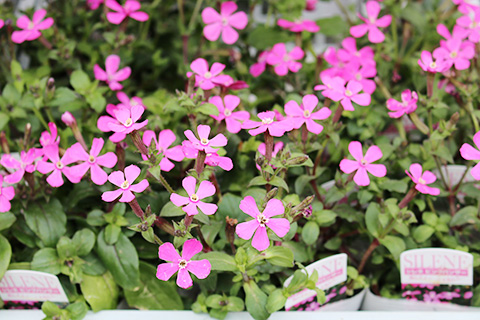 シレネ・ピンクパンサー