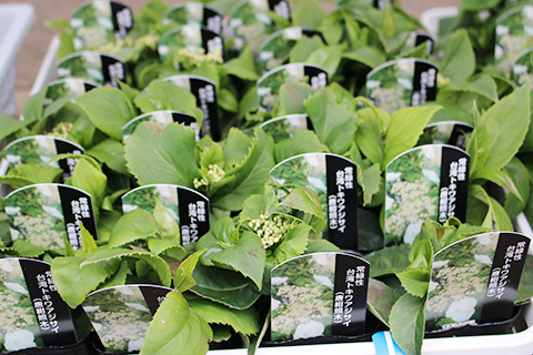 台湾トキワアジサイ