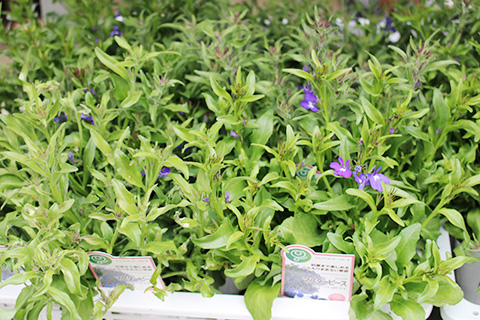 ロベリア・マスターピース