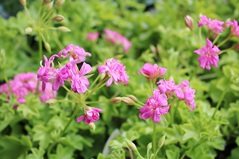 ペラルゴニウム・シュガーベイビー