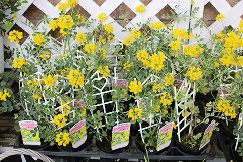 コロニラ・バレンティナ・バリエガータ