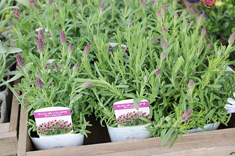 ラベンダーバンデラ