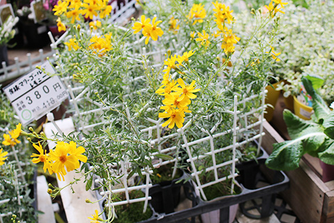 宿根マリーゴールド・レモニー