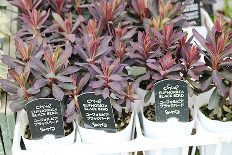 ユーフォルビア・ブラックバード