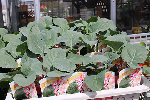 ブロッコリー・さくら