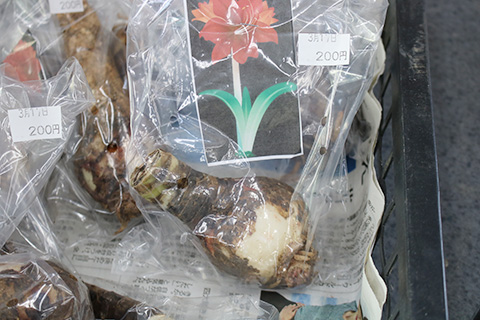 アマリリス球根