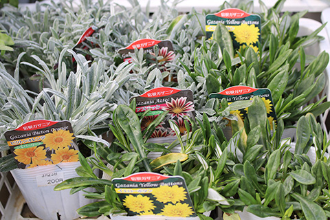 宿根ガザニア