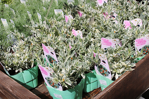 斑入りソラナム・スノーサンゴ