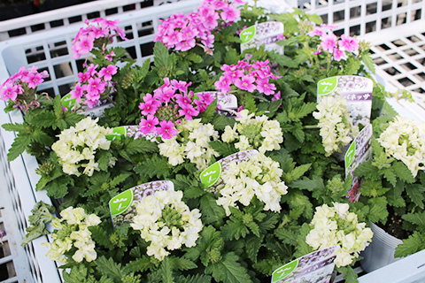 バーベナ・バネッサ