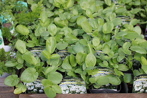 ホワイトレースフラワー