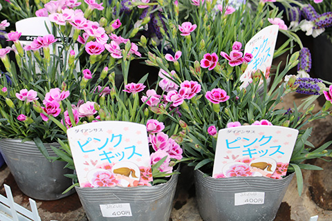 ダイアンサス・ピンクキッス