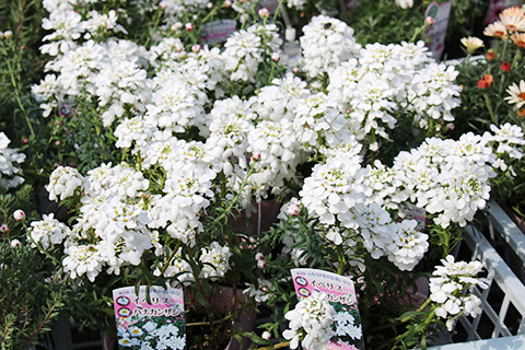 イベリス・ハナカンザシ