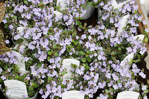 ベロニカ・マダムマルシア