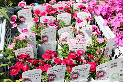 トコナツナデシコ