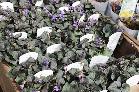 ビオラ・ラブラドリカ