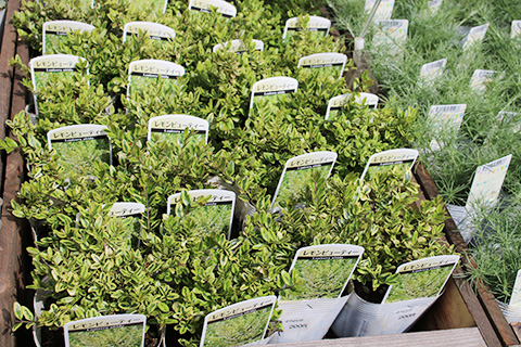 レモンビューティー