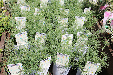 ロータス・コットンキャンディ