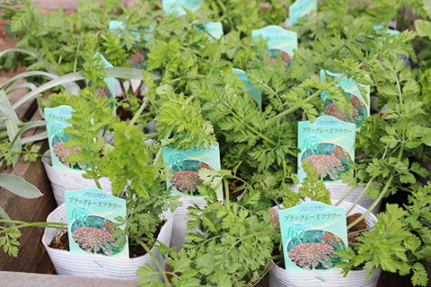 ノラニンジン・ブラックレースフラワー