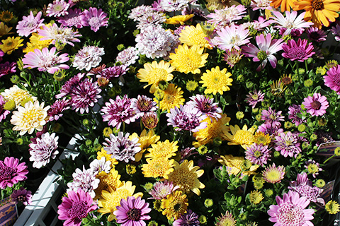 オステオスペルマム八重