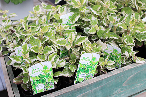 斑入りアロマティカス