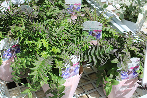 ポレモニューム・パープルレインストレイン