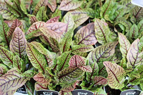 ルメックス・ブラッディドッグ