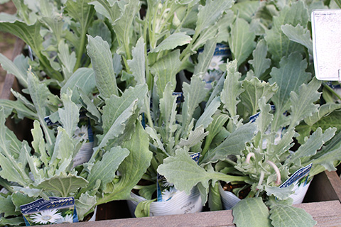 アークトチス・グランディス