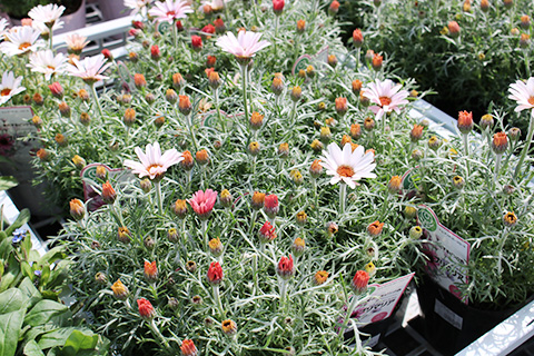 ローダンセマム・プリマリア