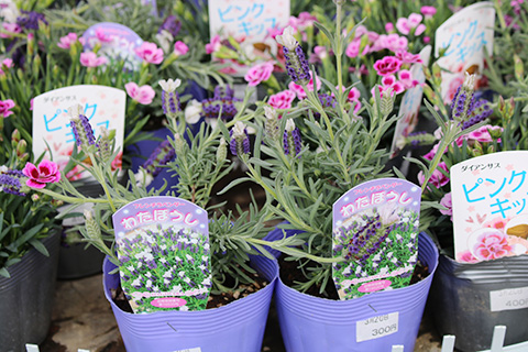 フレンチラベンダーわたぼうし