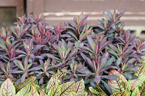 ユーフォルビア・ブラックバード