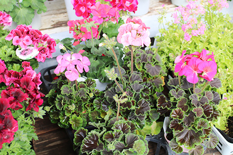 ゼラニウム・ホライズンシャドー