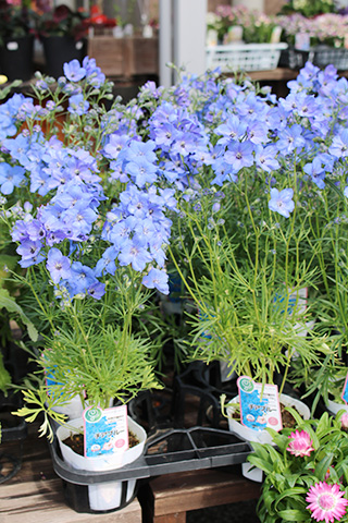 デルフィニウム・チアブルー