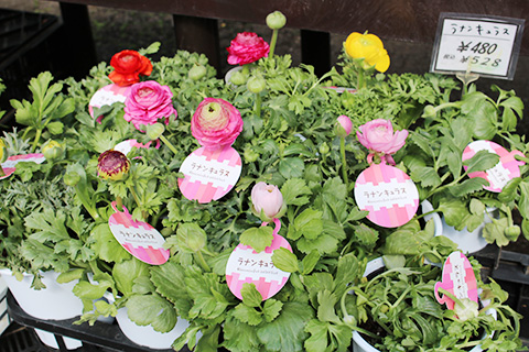 ラナンキュラス