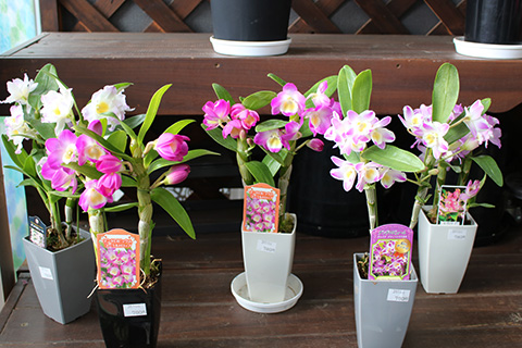 デンドロビウム