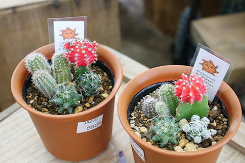 ミニサボテン寄せ植え