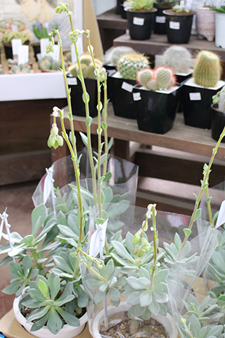 カランドリニア