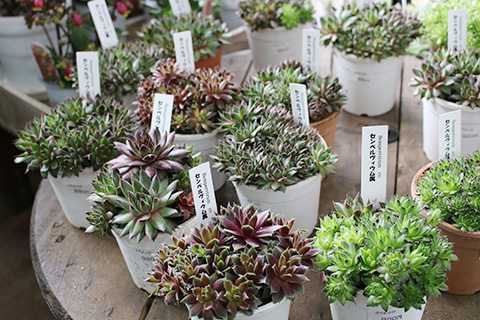 多肉植物・センペルヴィウム属