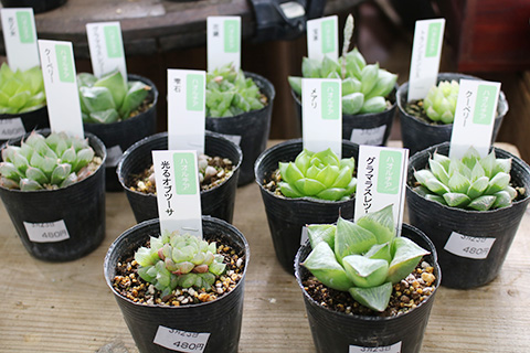 多肉植物ハオルチア