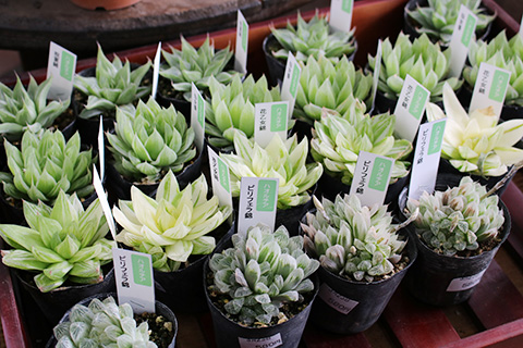 多肉植物ハオルチア