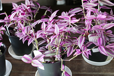 トラビスカンチャ