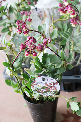 カランコエ・八重咲きウェンディ