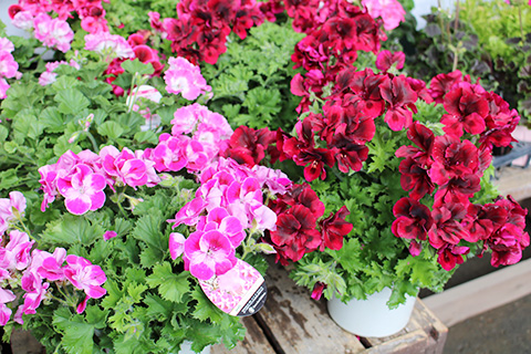 ペラルゴニウム