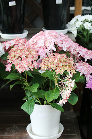 あじさい・ひな祭りルナ