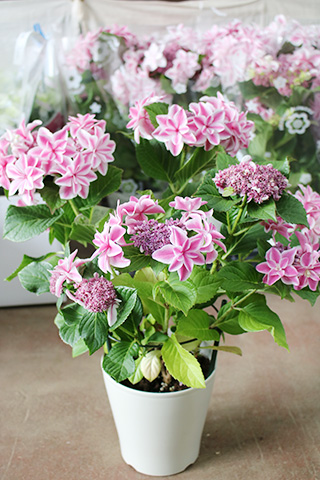 あじさい・朱雀