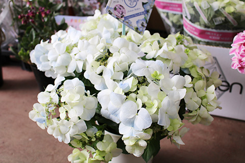 あじさい・フレンチボレロ