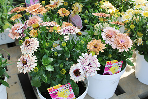 オステオスペルマム・プリンセス