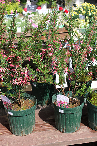 グレビレア・ジョンエバンス