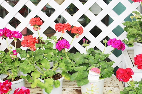 ゼラニウム・アメリカーナNEO